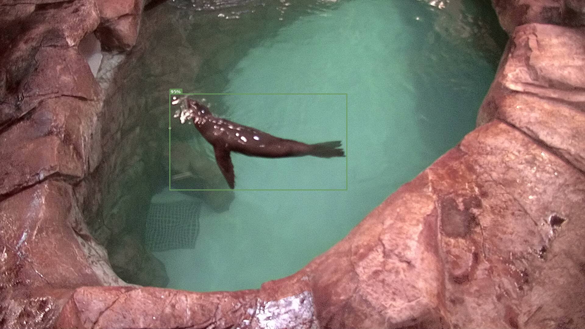Mammal