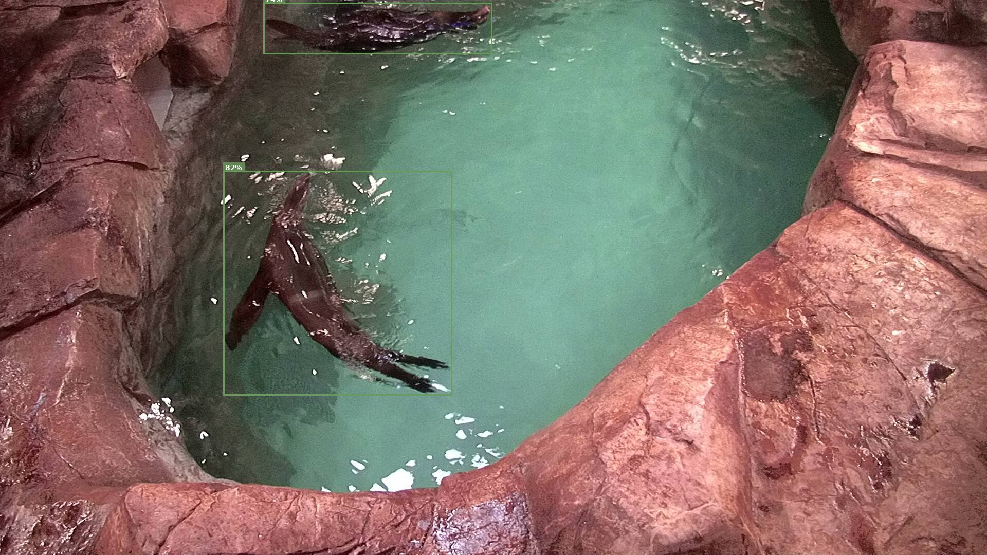 Mammal