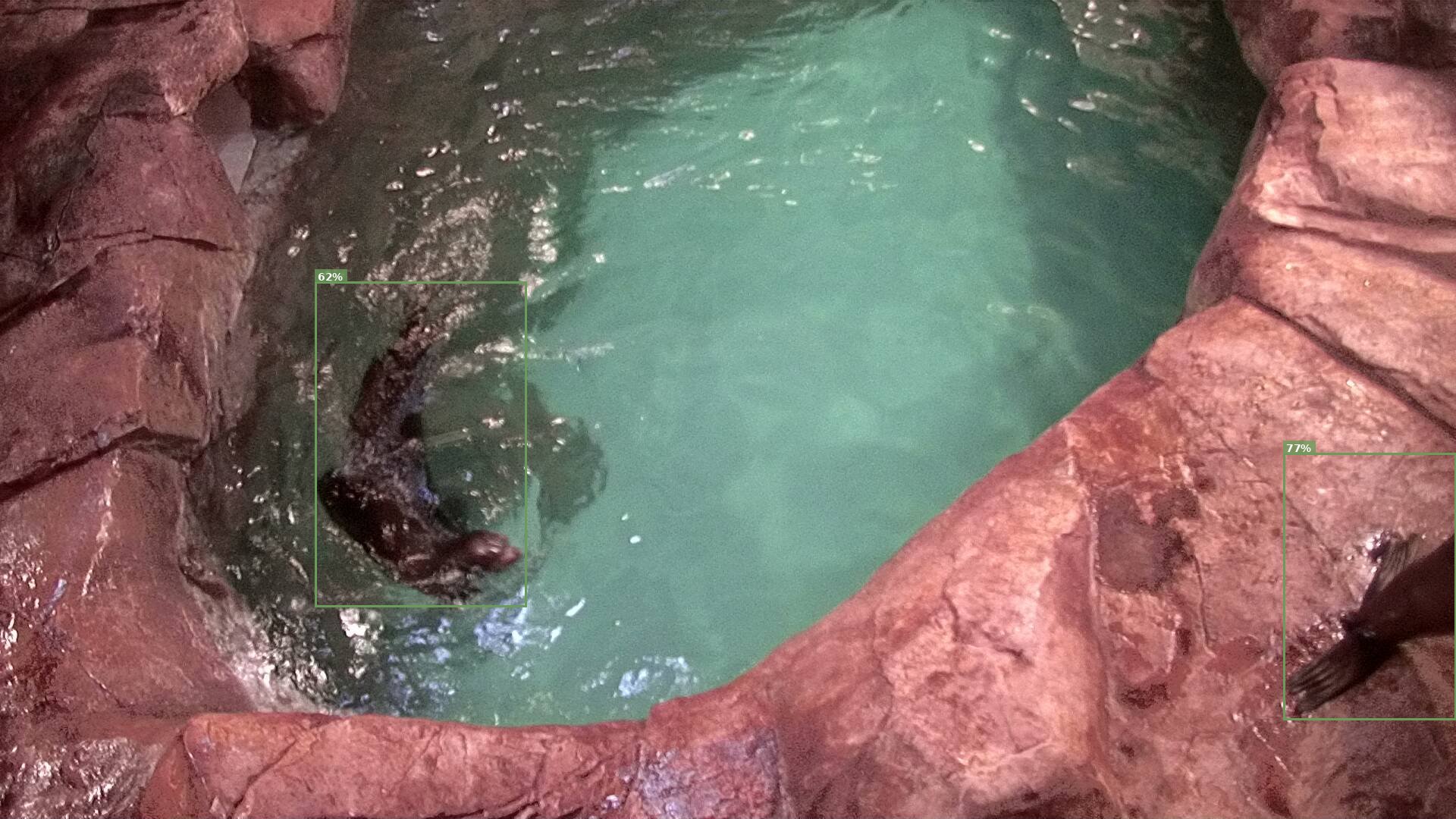 Mammal