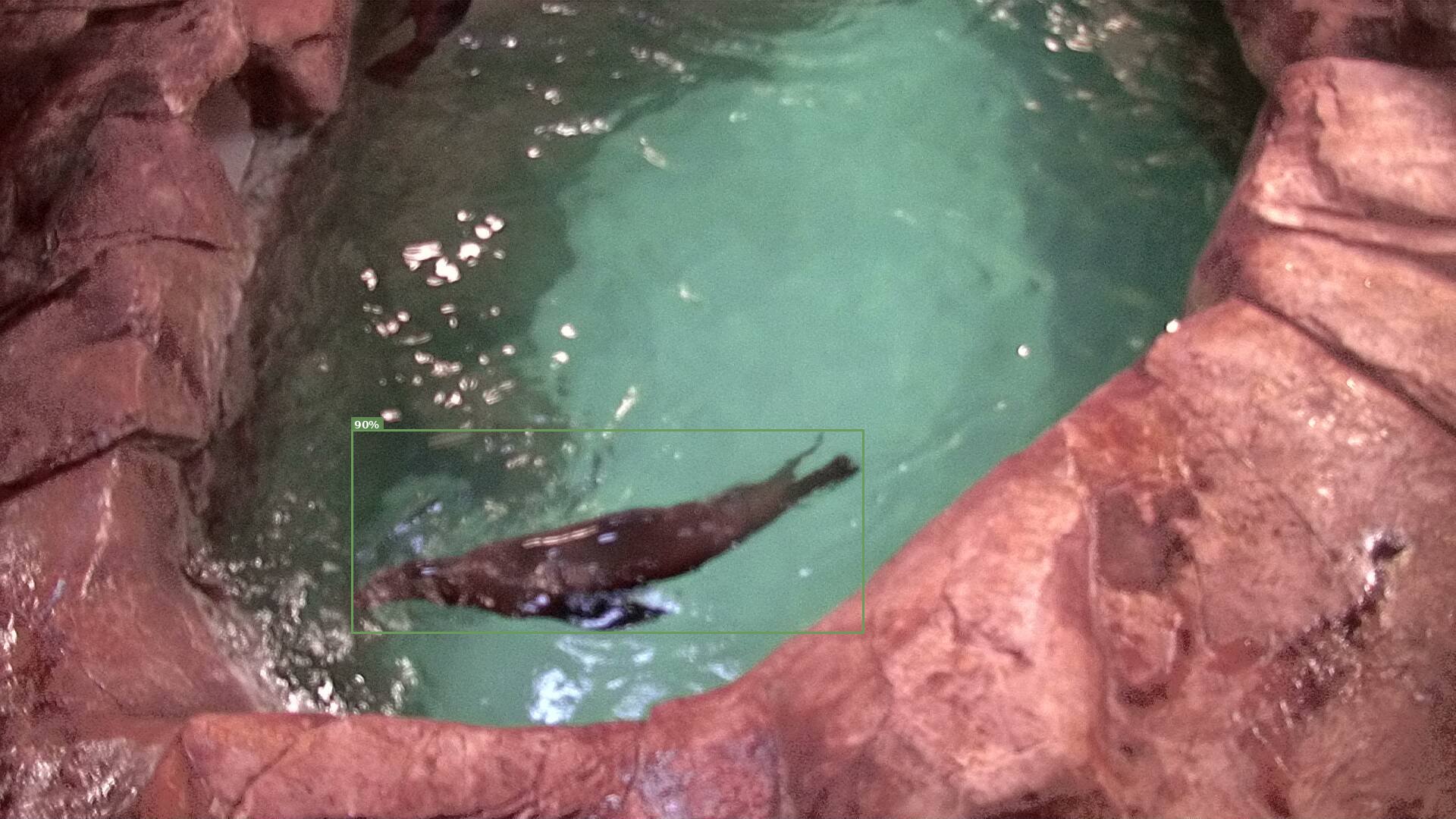 Mammal