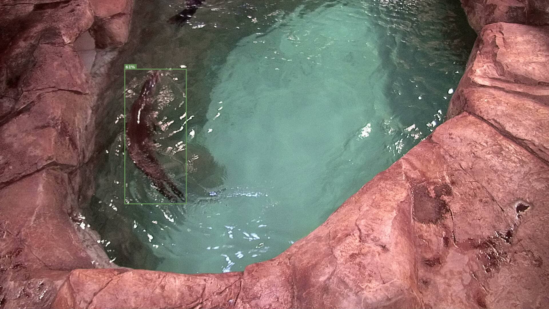 Mammal