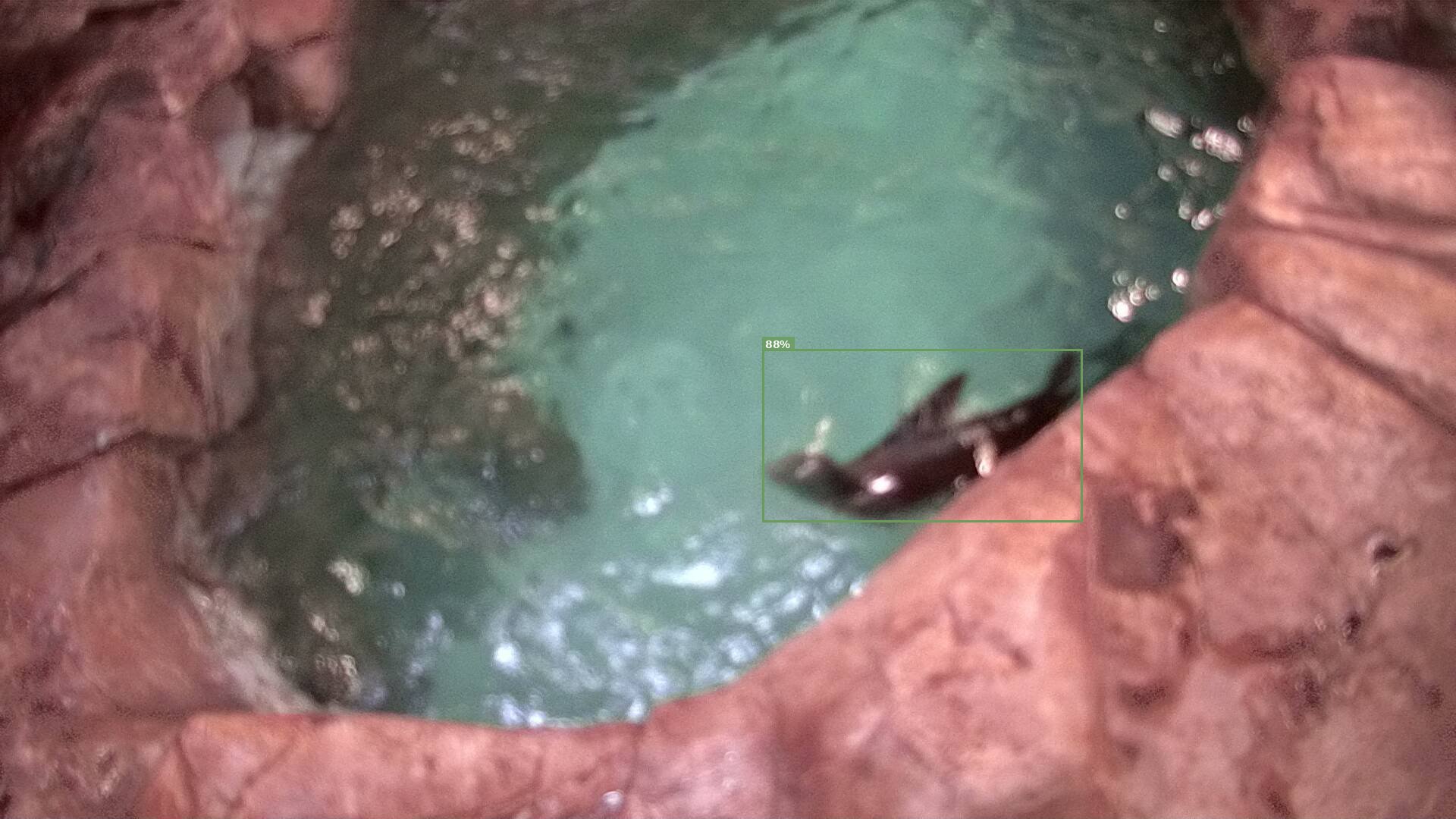 Mammal