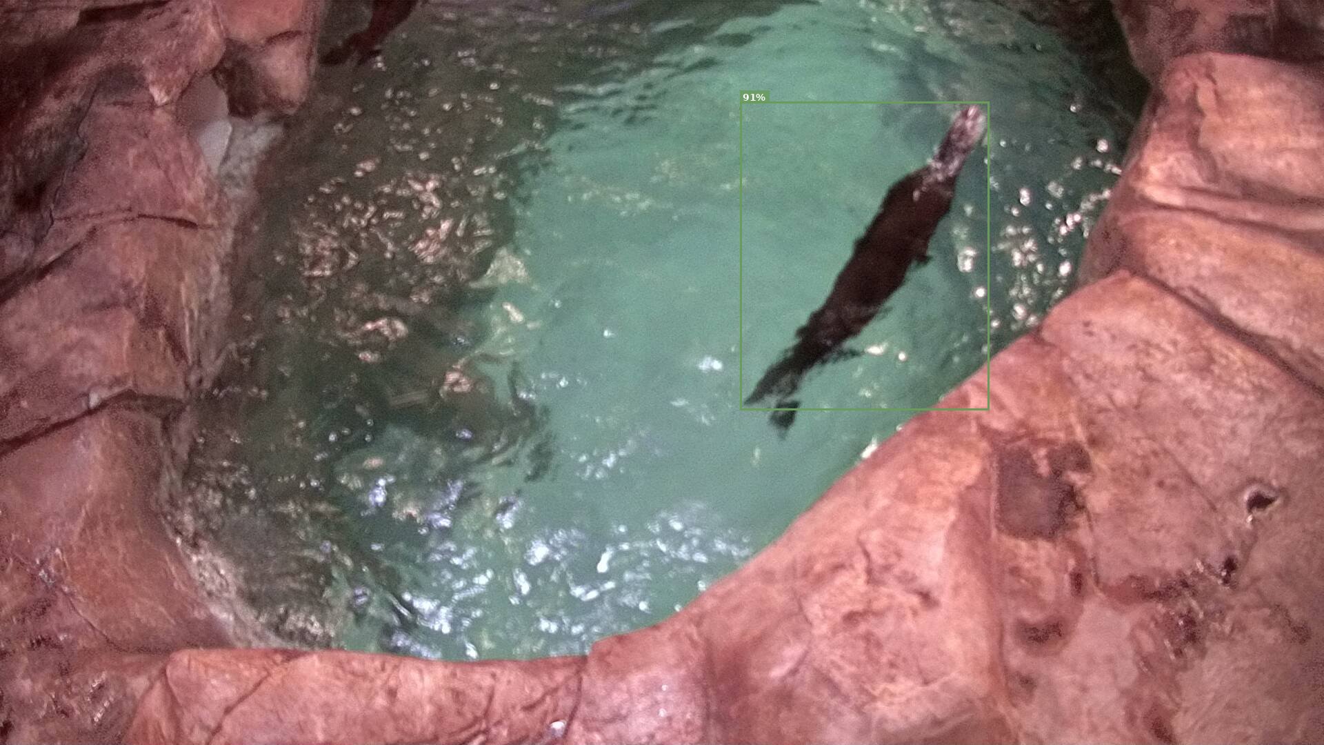 Mammal