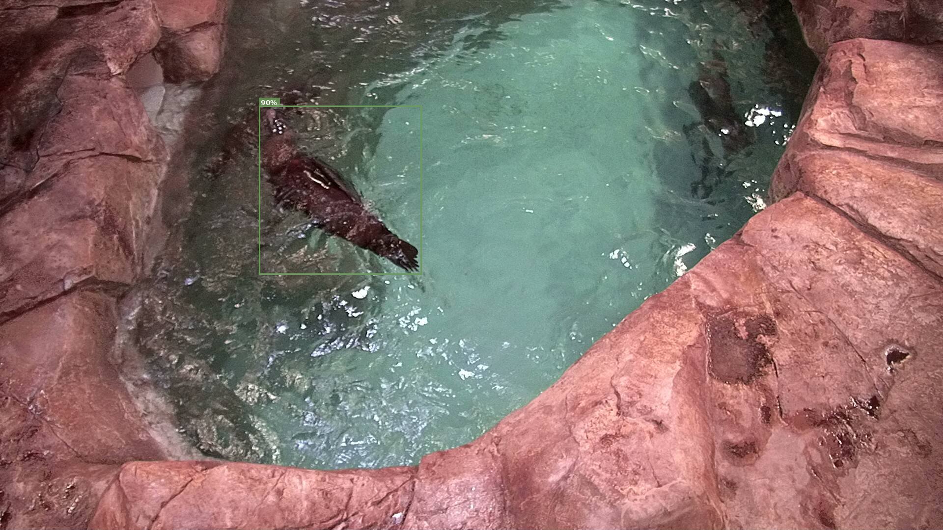 Mammal