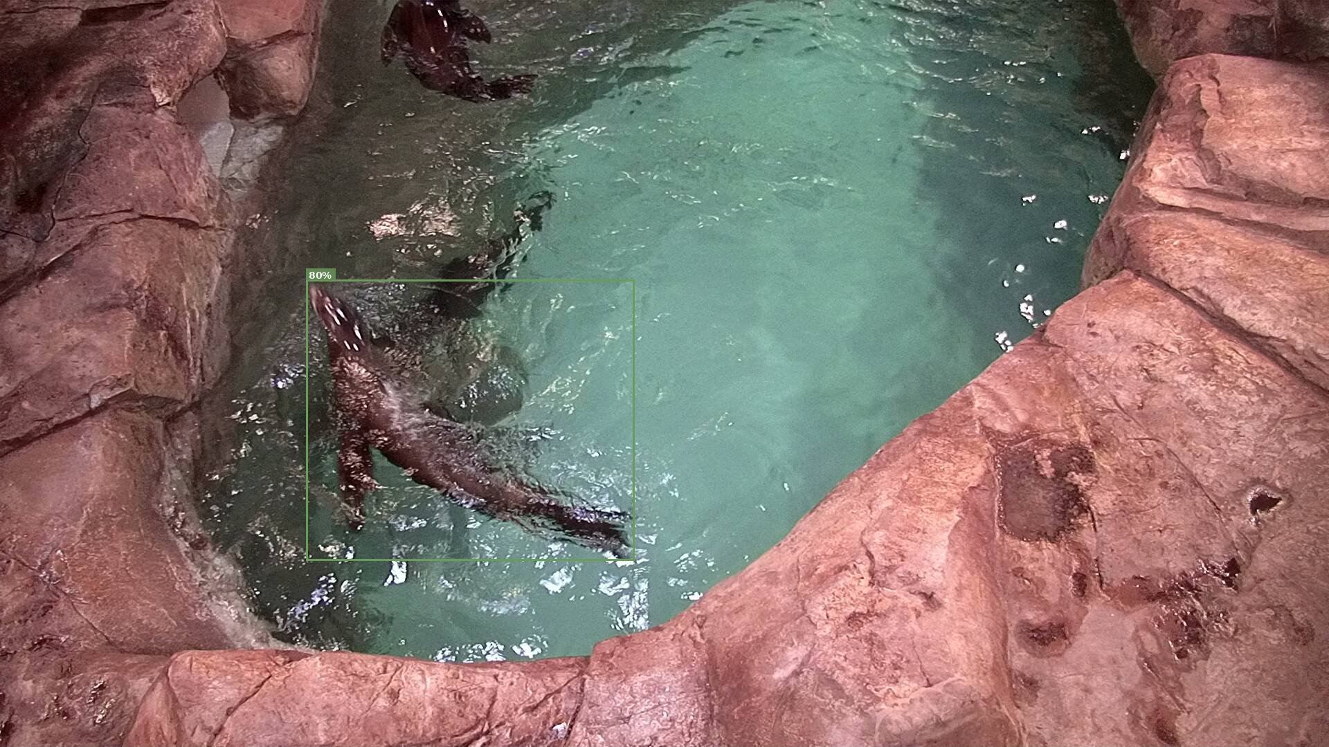 Mammal