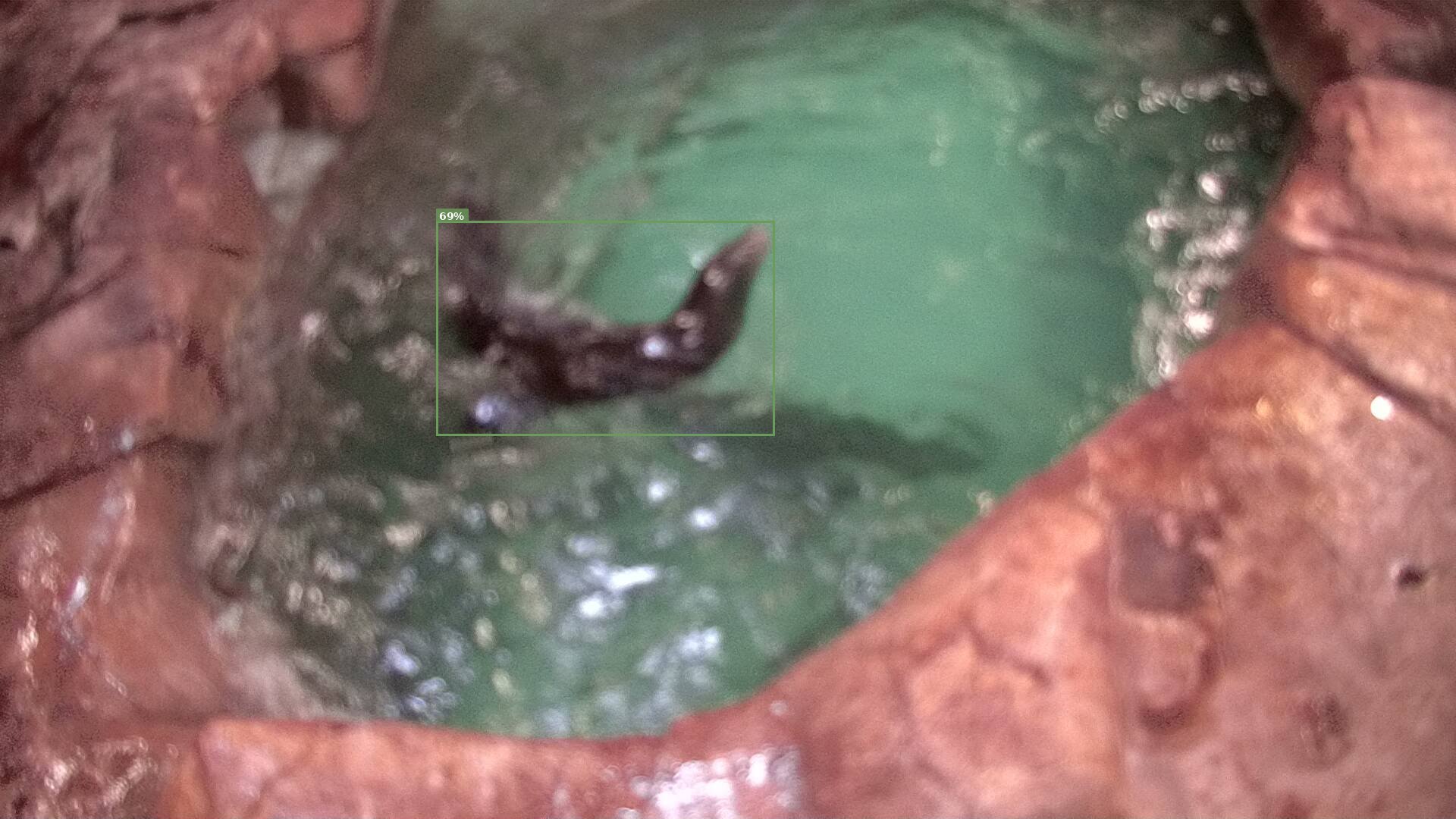 Mammal