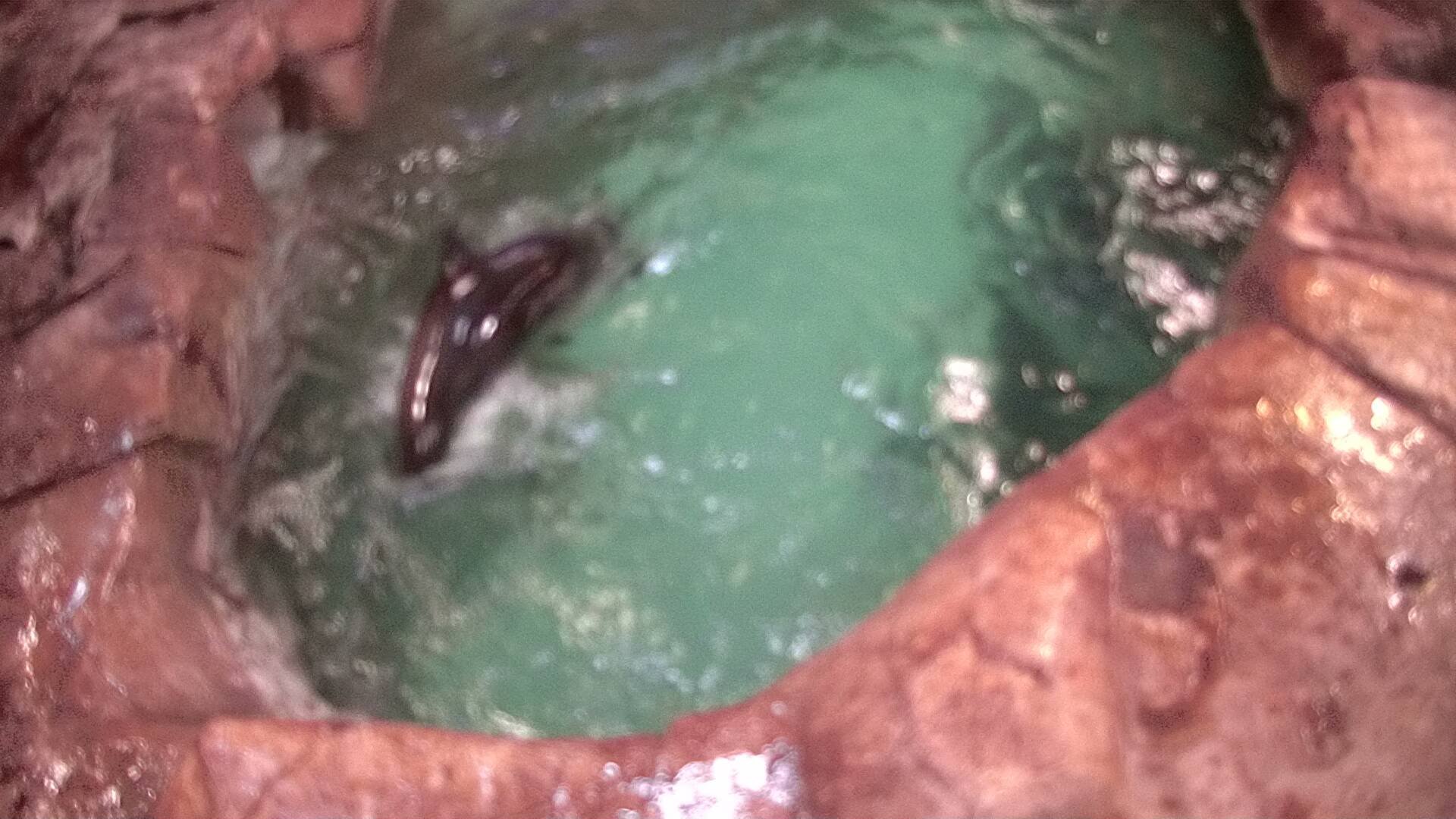 Mammal