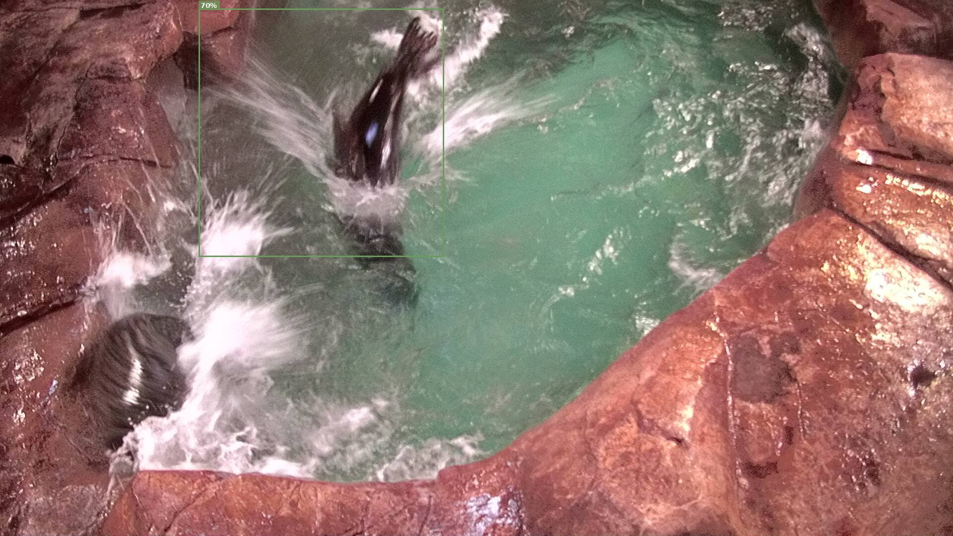 Mammal