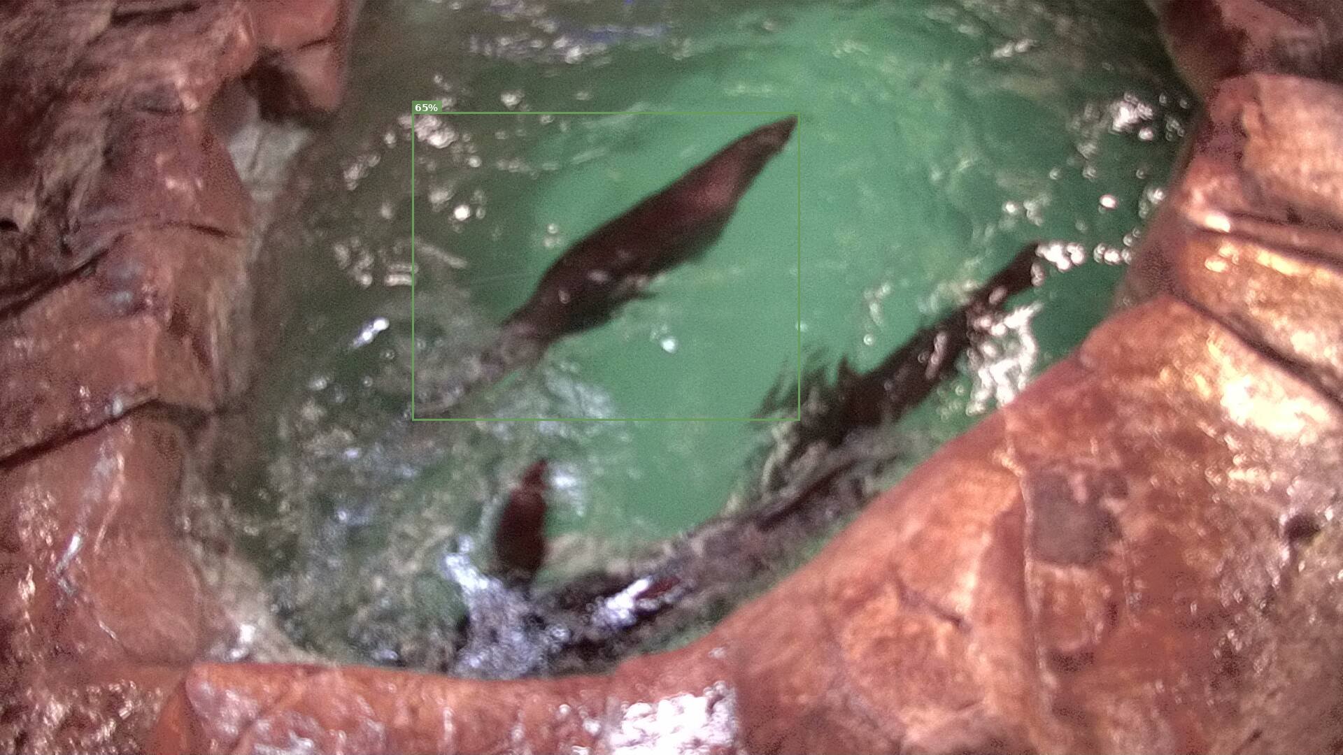 Mammal