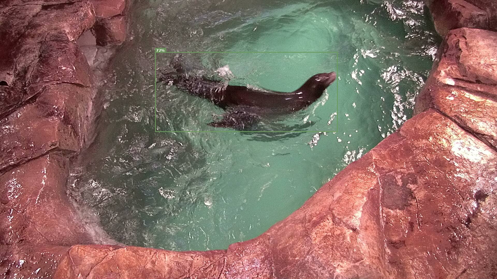 Mammal