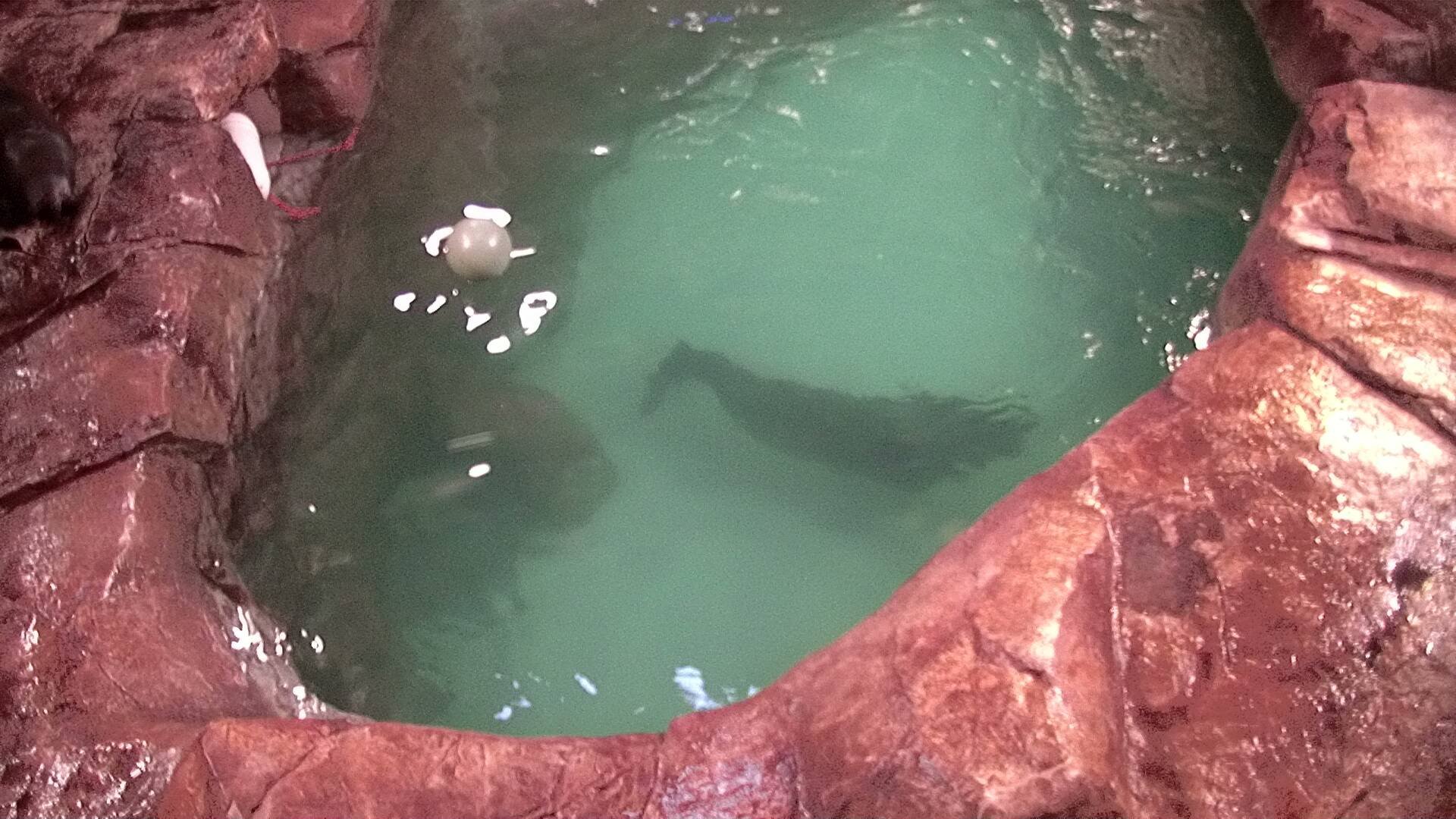Mammal
