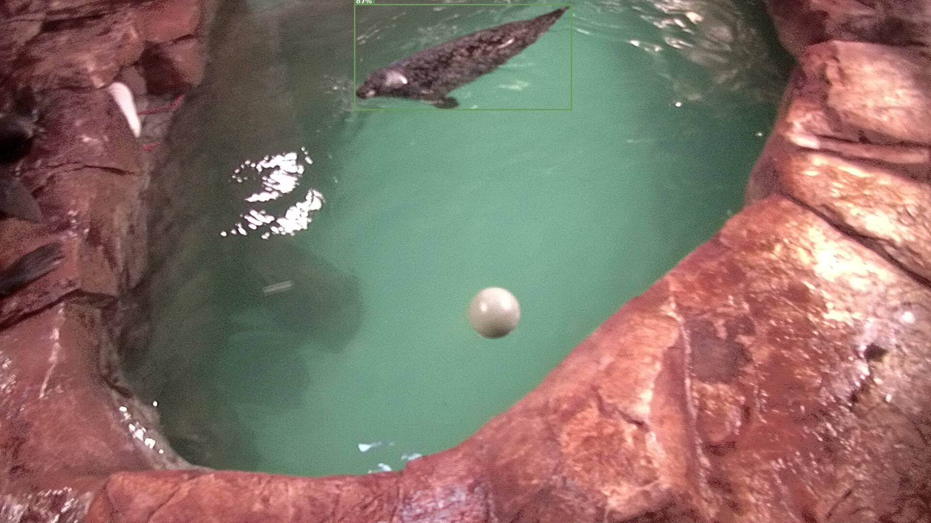 Mammal