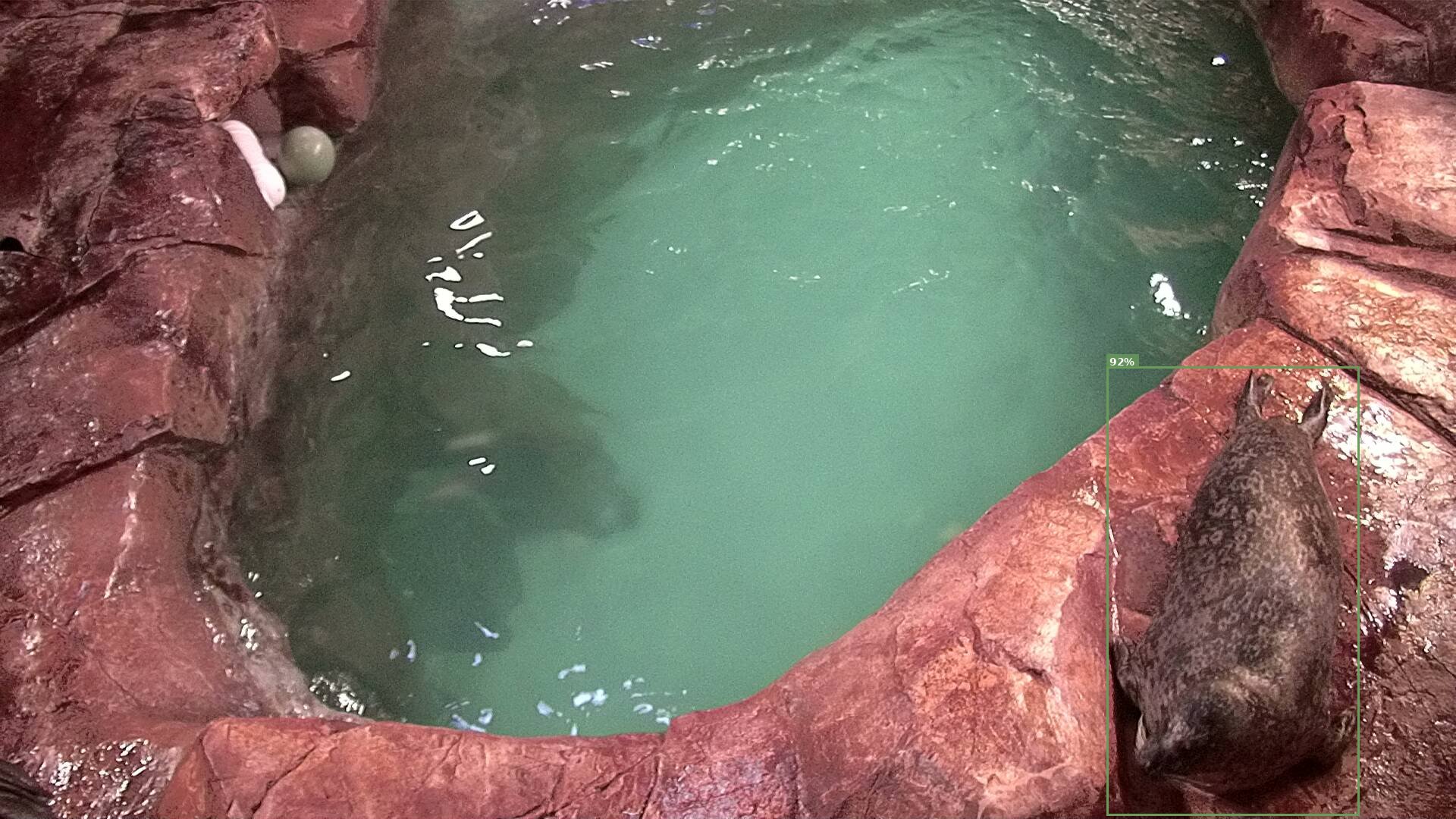 Mammal