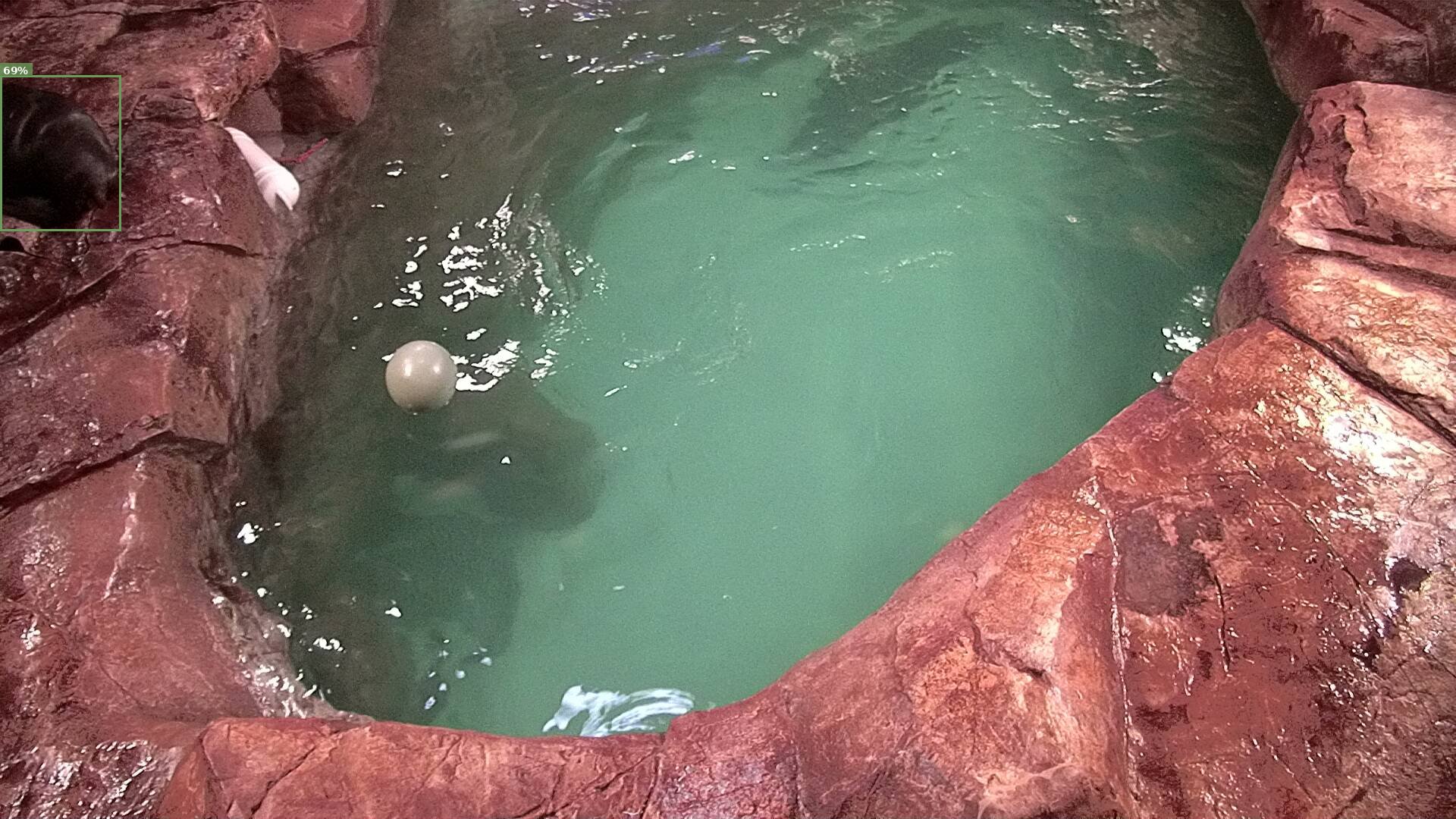 Mammal