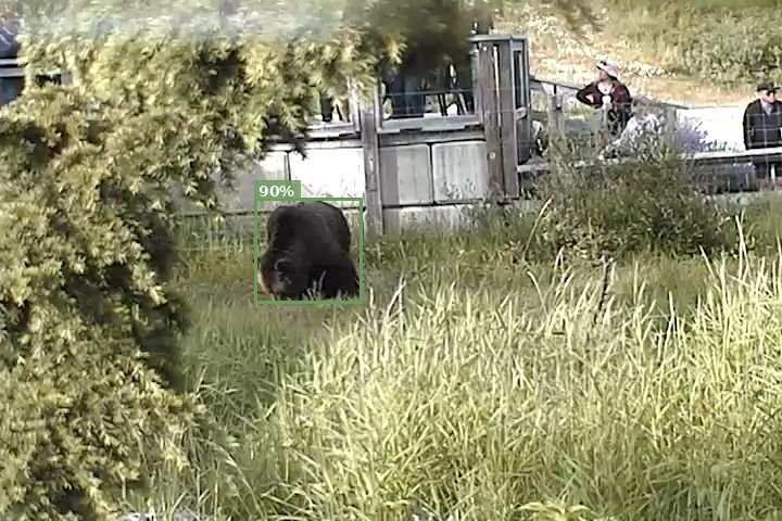 Animal