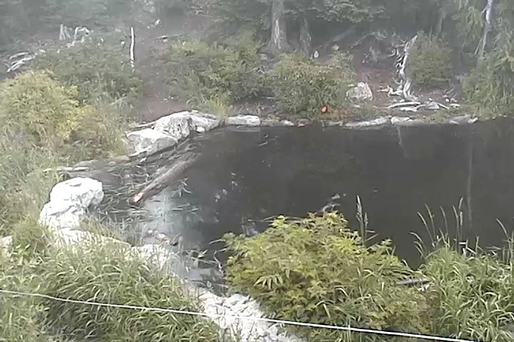 Bear Pond