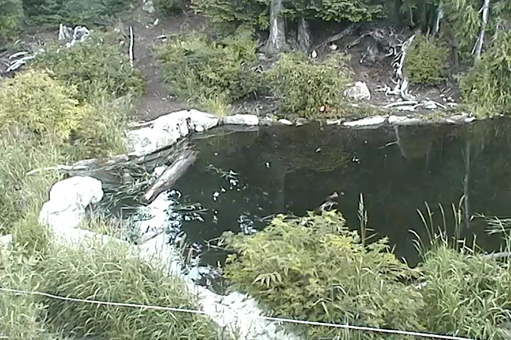 Bear Pond