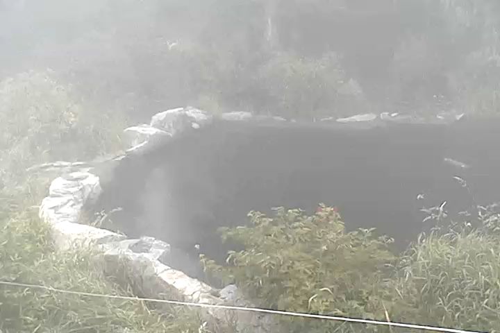 Mammal