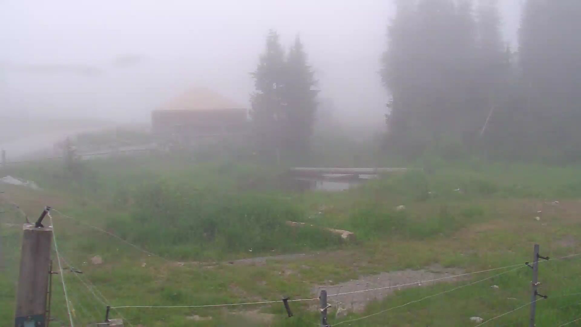 Bear Yard Cam