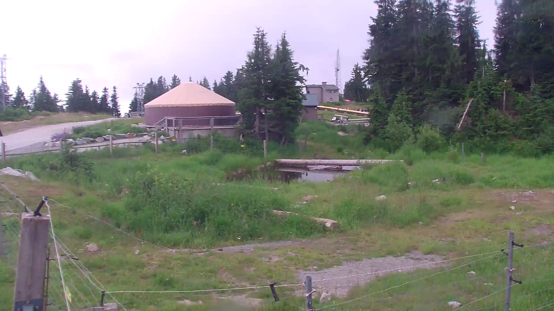 Bear Yard Cam