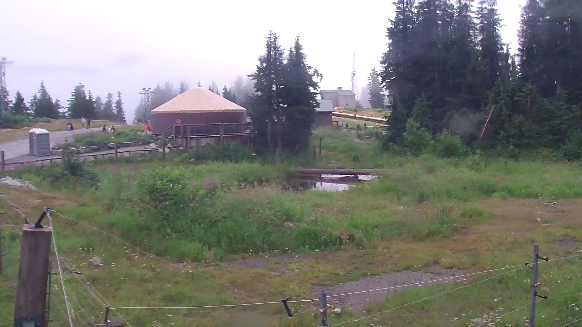 Bear Yard Cam