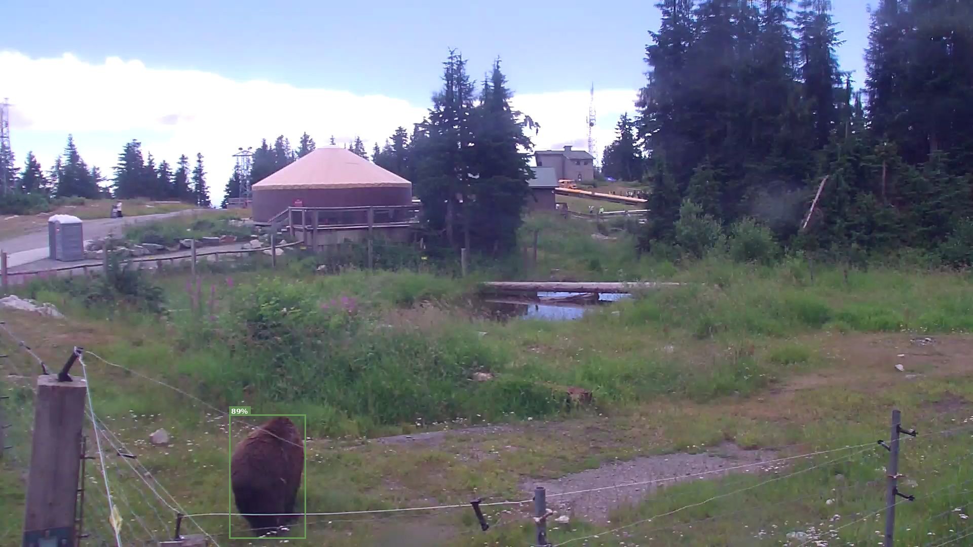 Bear