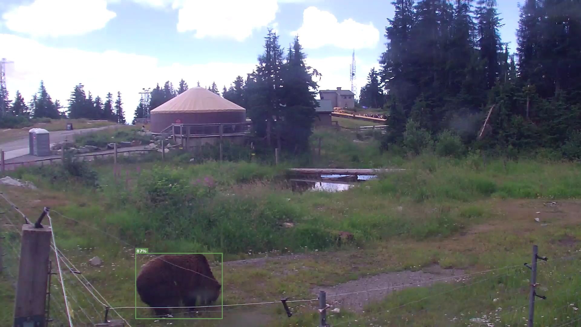 Bear