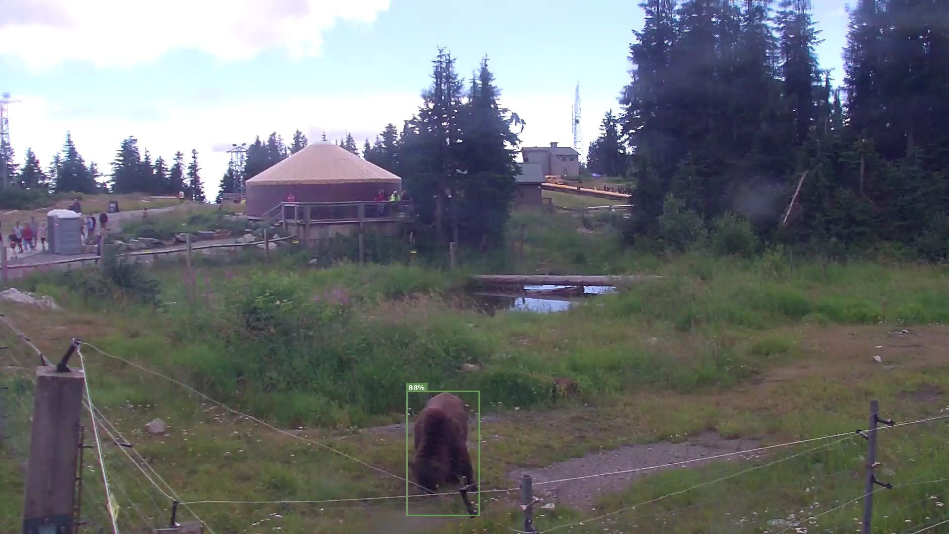 Bear