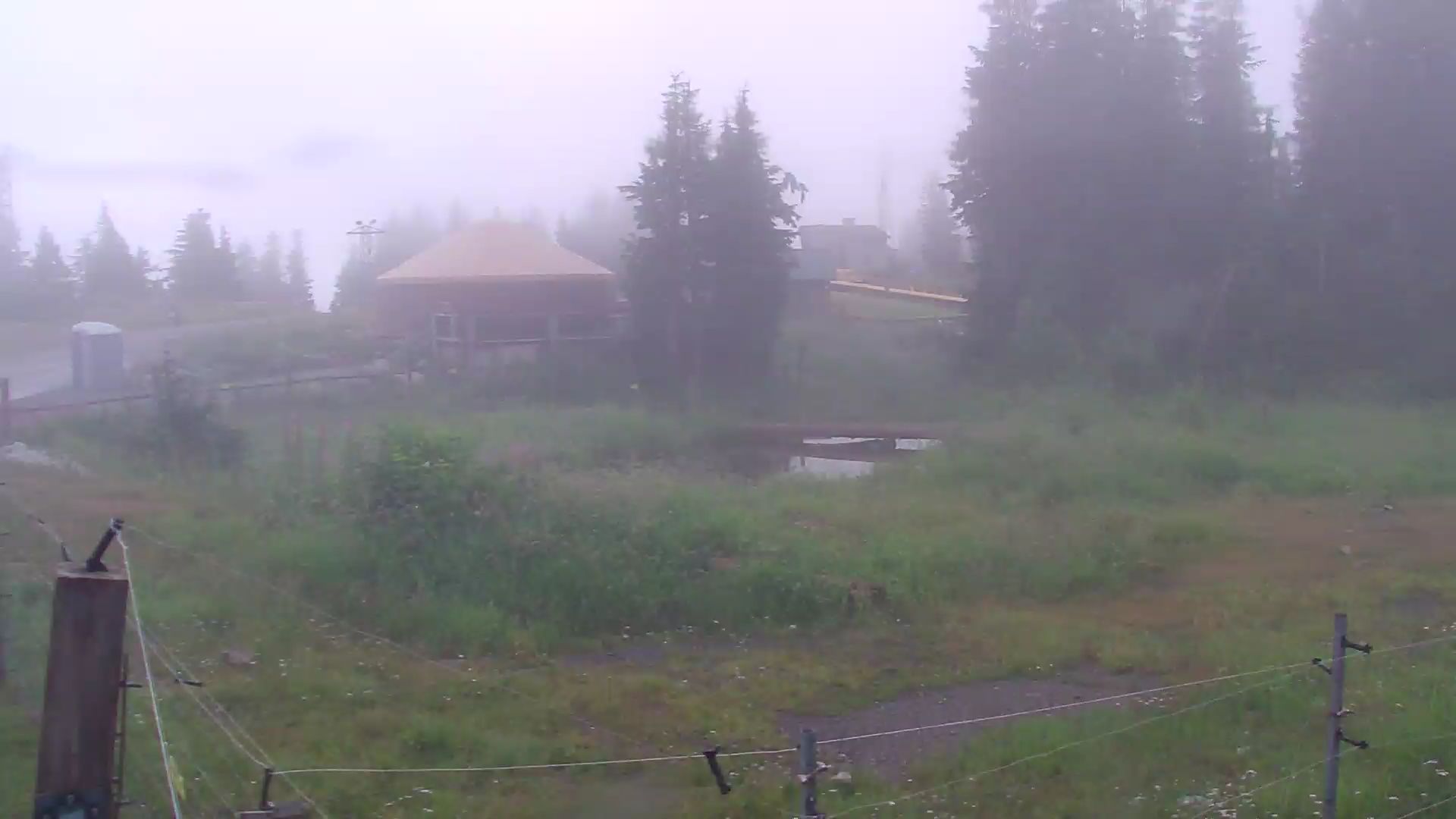 Bear Yard Cam