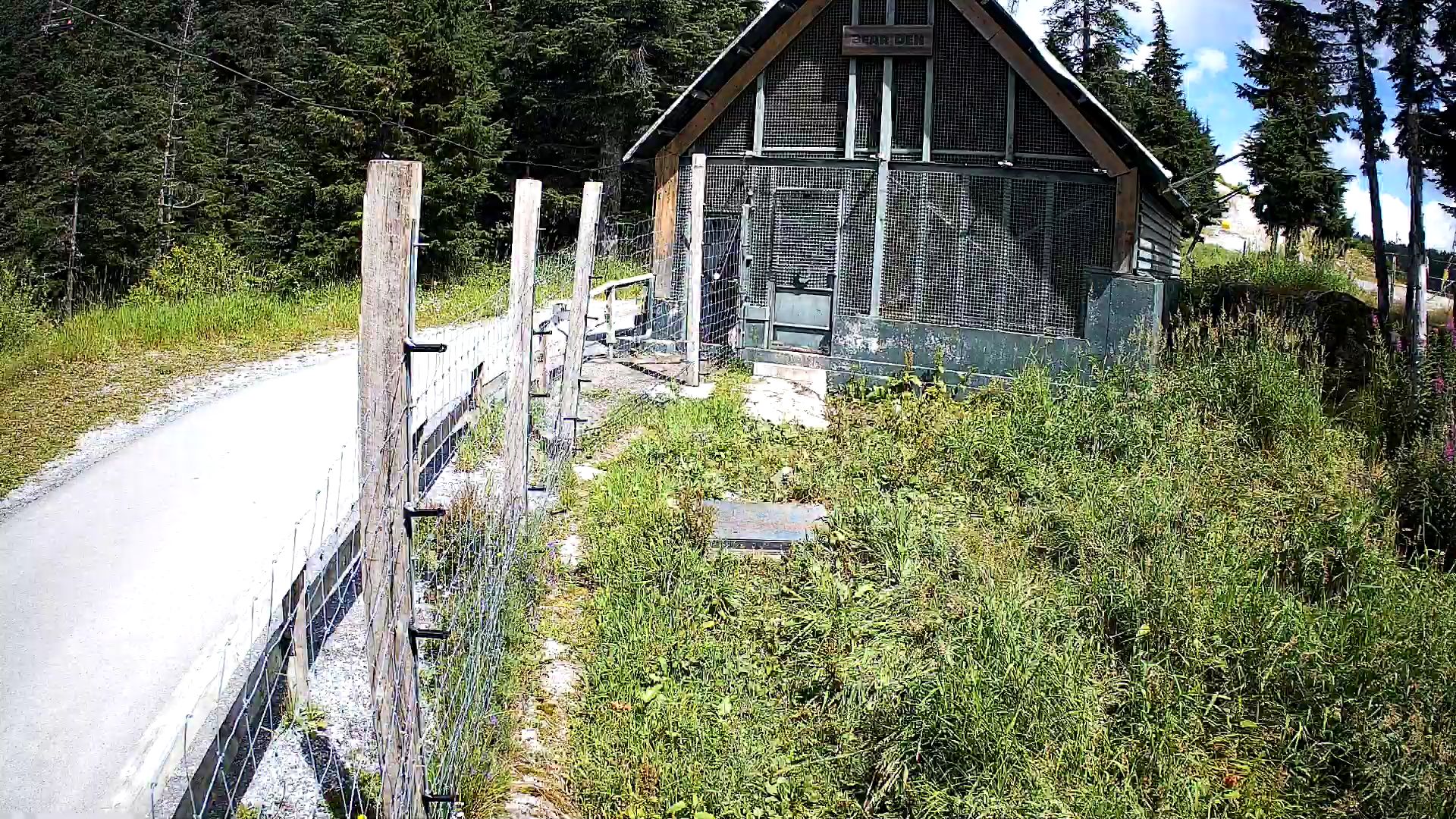 Bear Habitat Cam Front