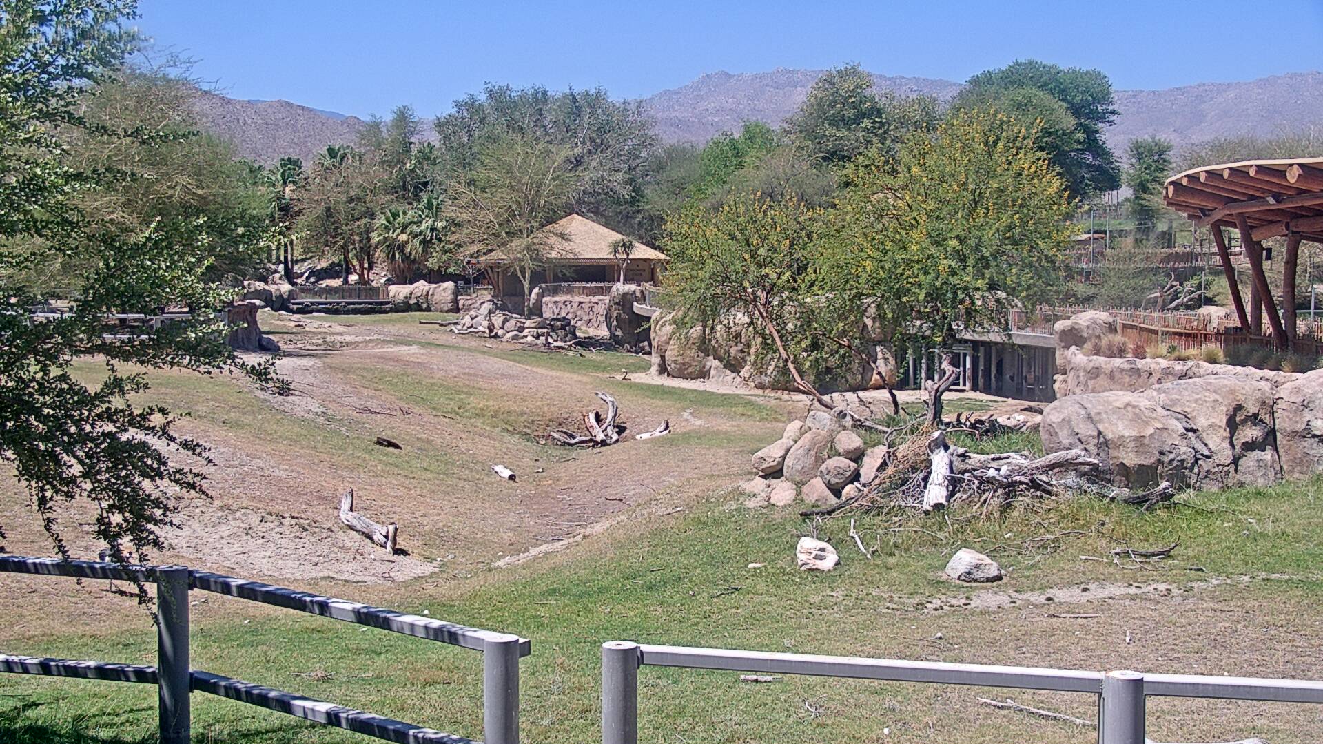 Rhino Savanna Cam