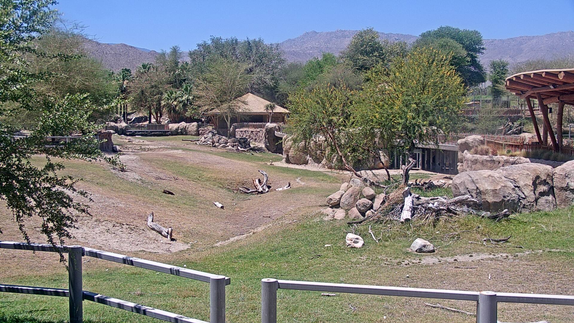 Rhino Savanna Cam