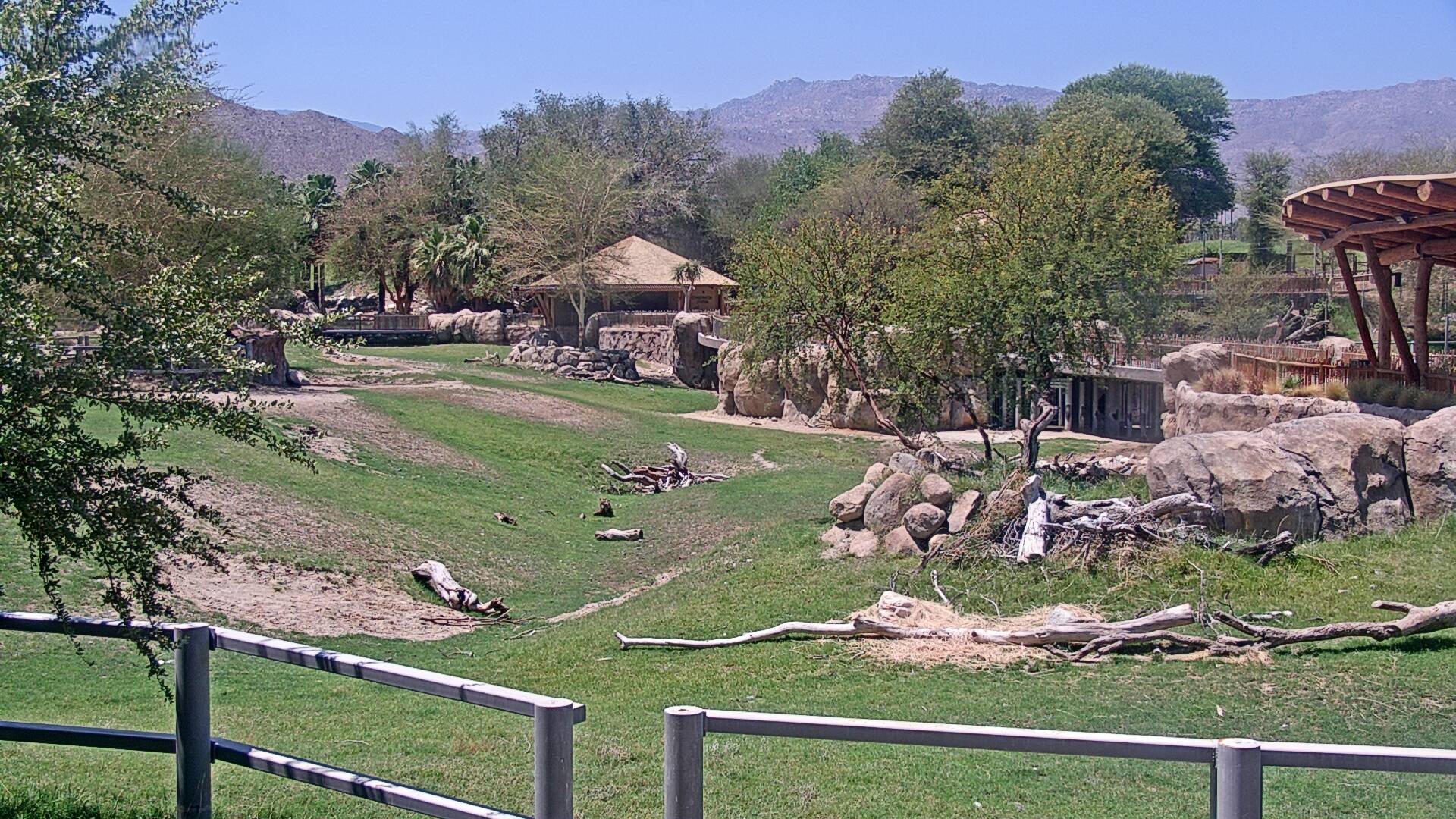 Rhino Savanna Cam