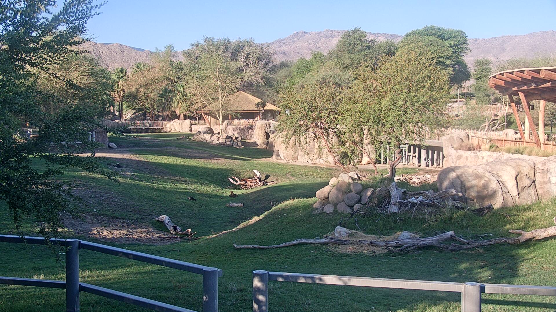 Rhino Savanna Cam