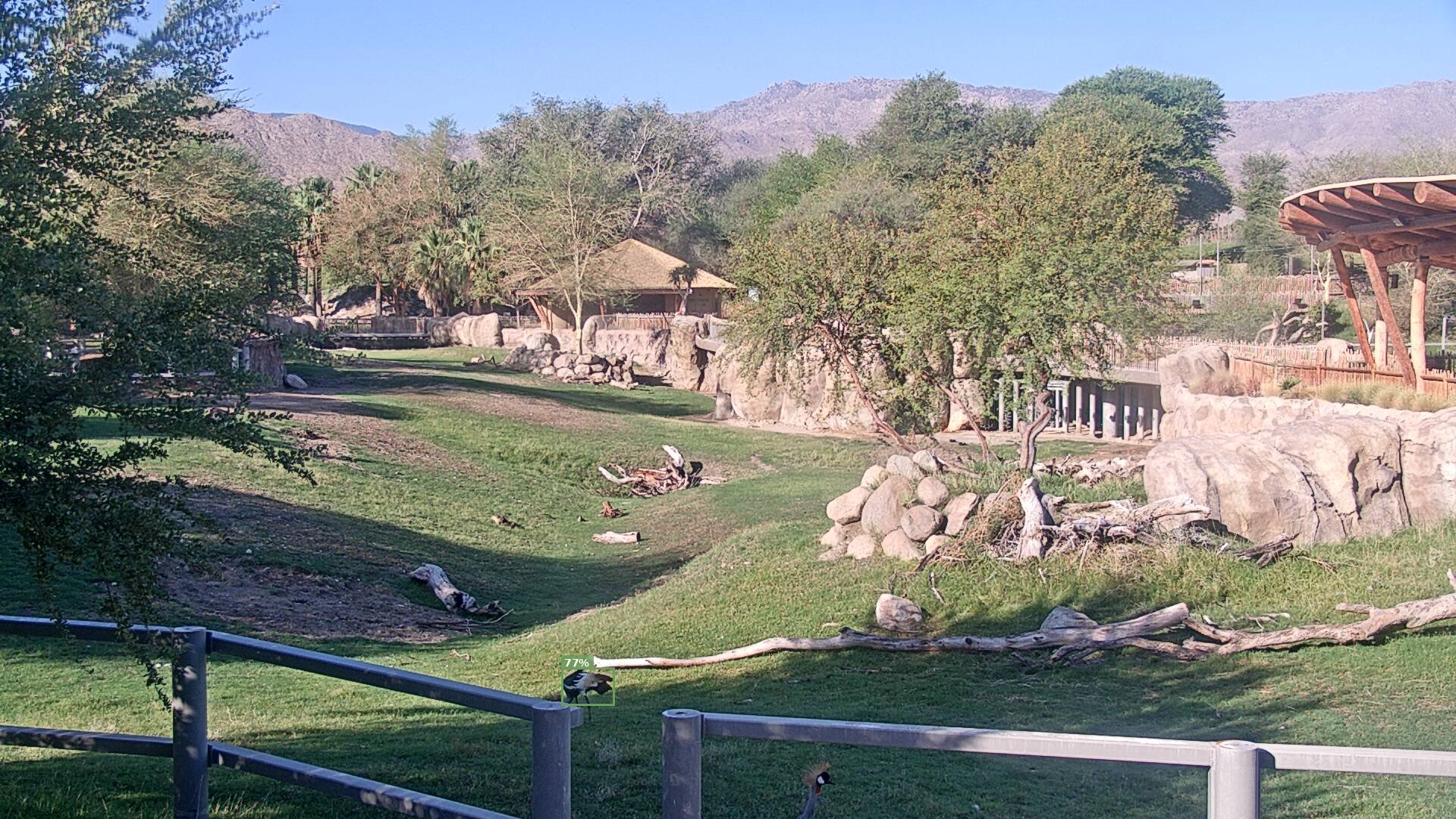 Mammal