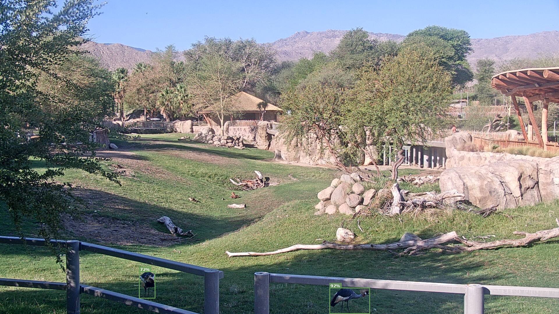 Mammal