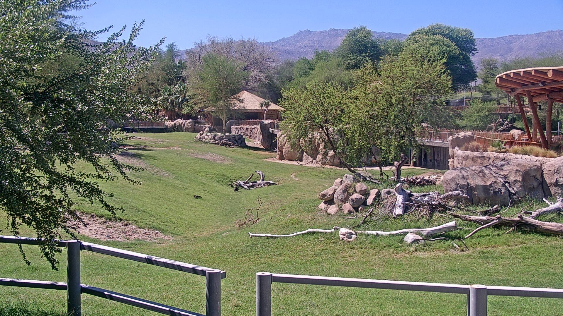 Rhino Savanna Cam