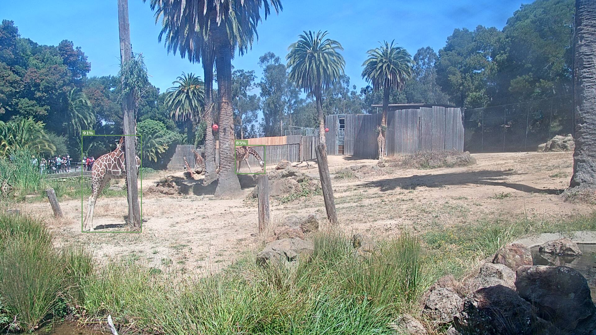 Giraffe Habitat
