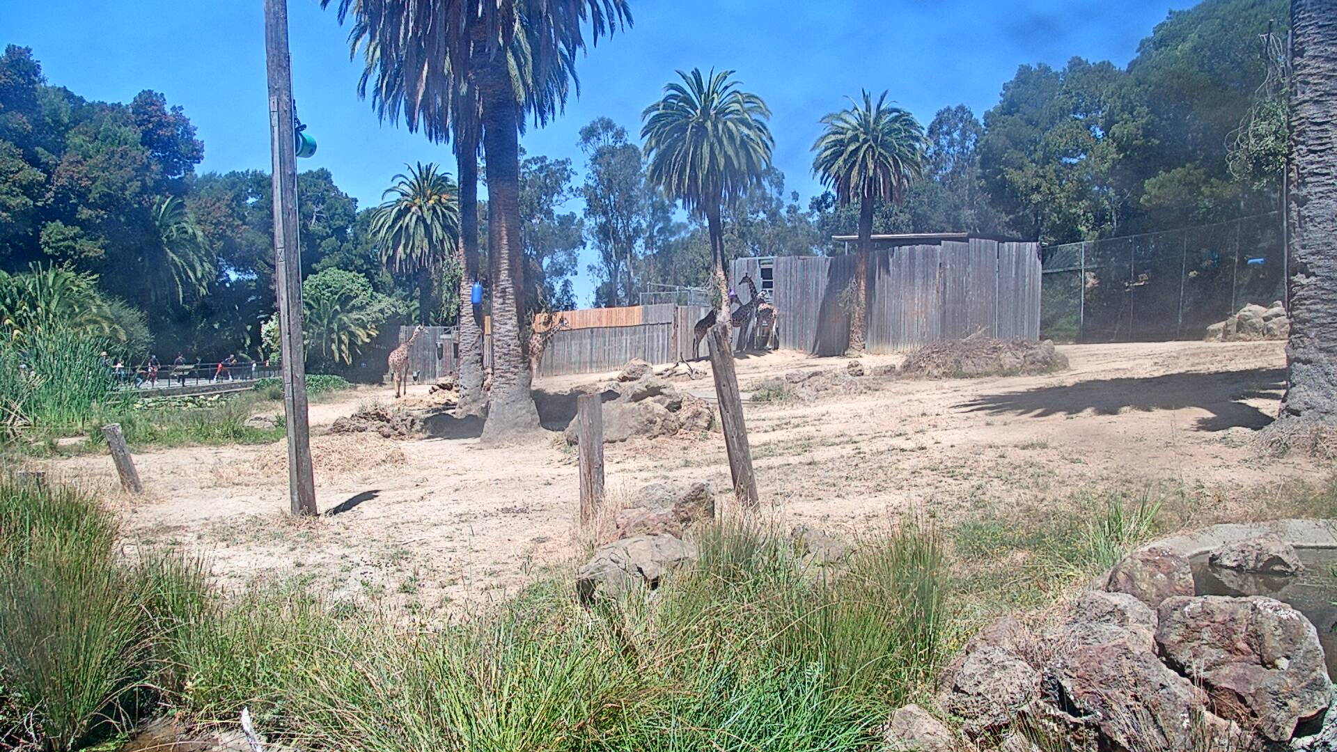Giraffe Habitat