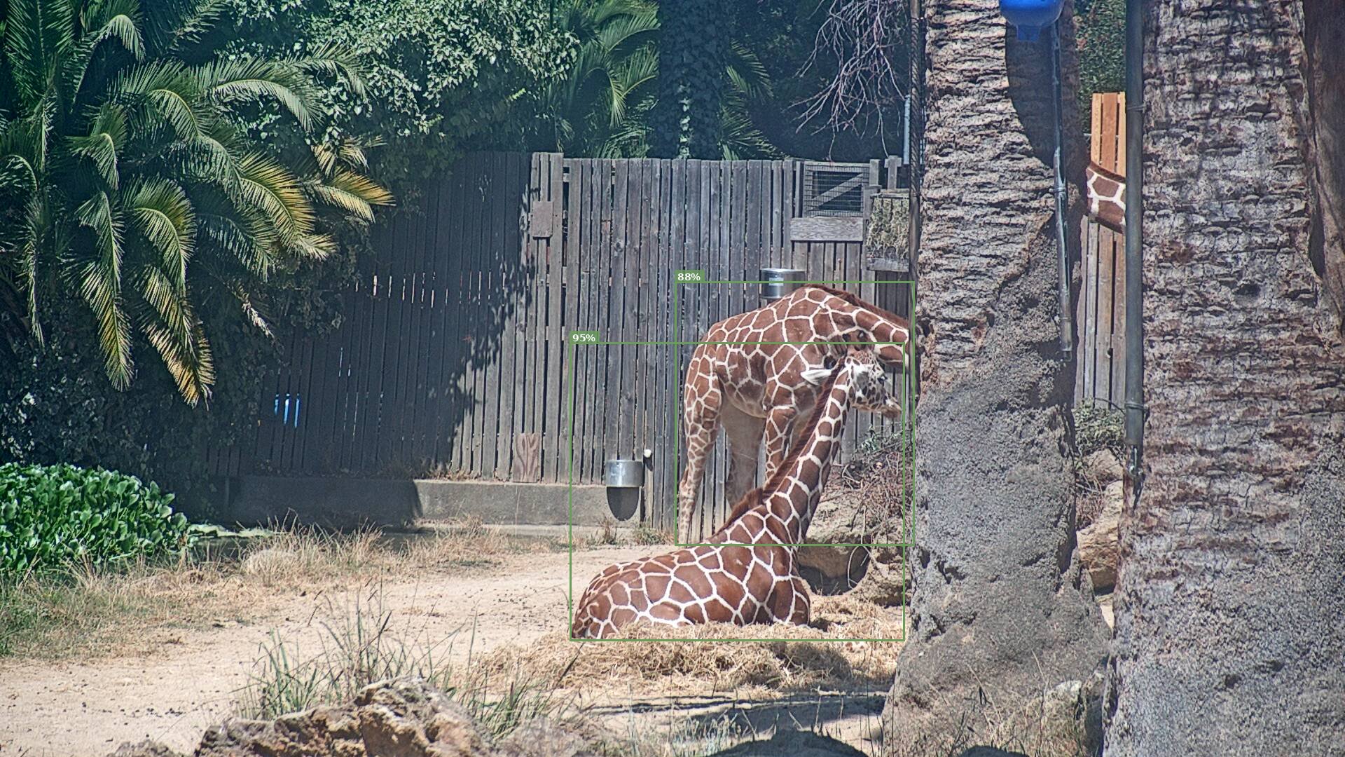 Camelopardalis