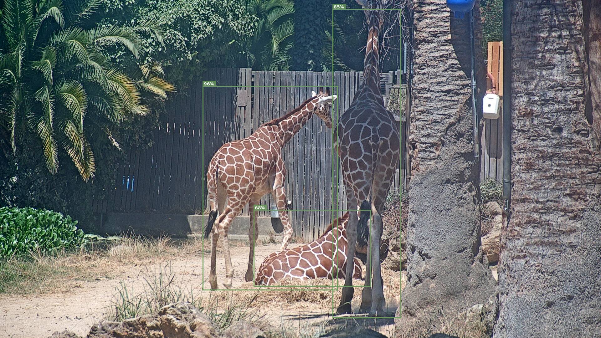 Camelopardalis