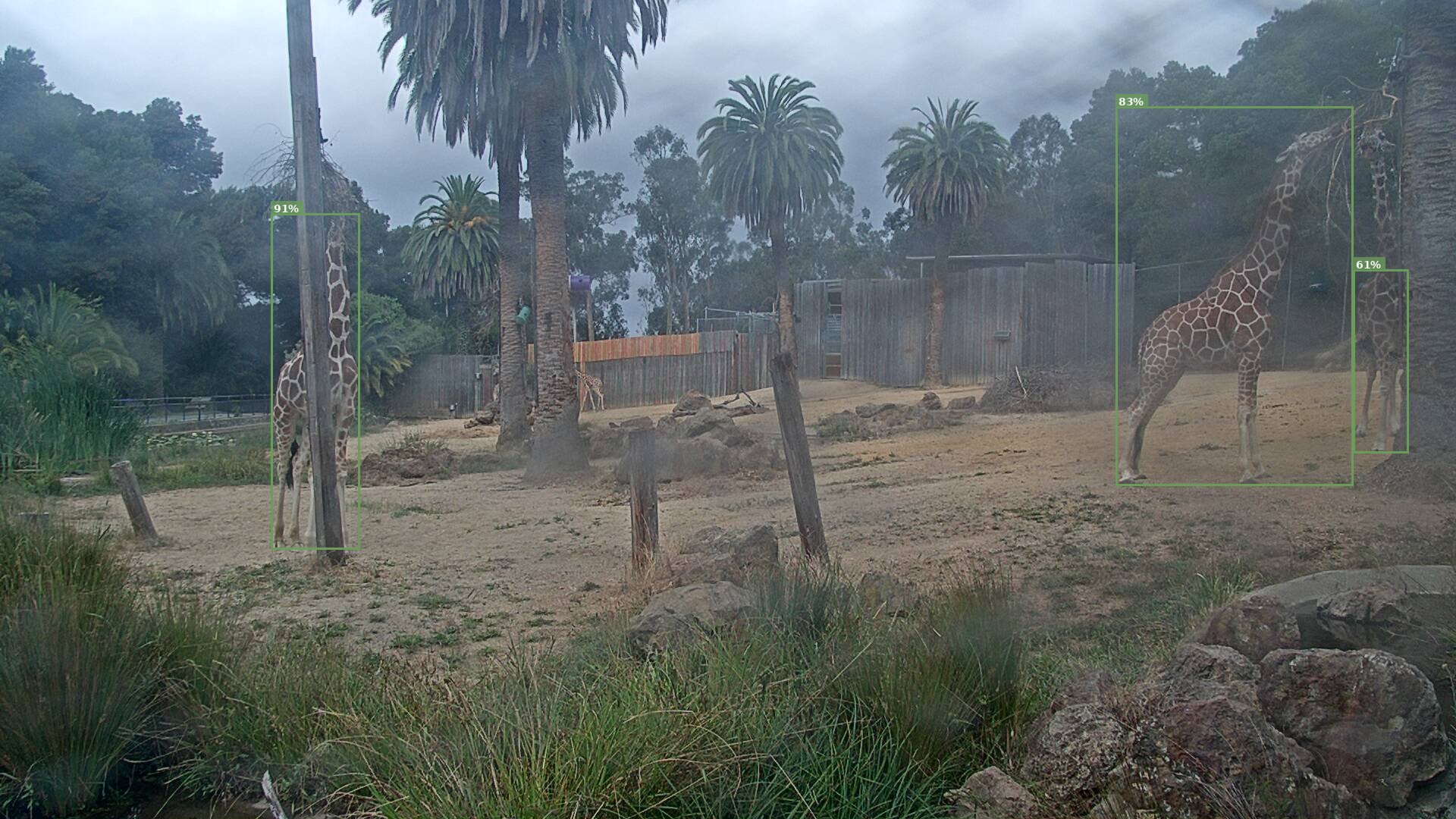 Giraffe Habitat