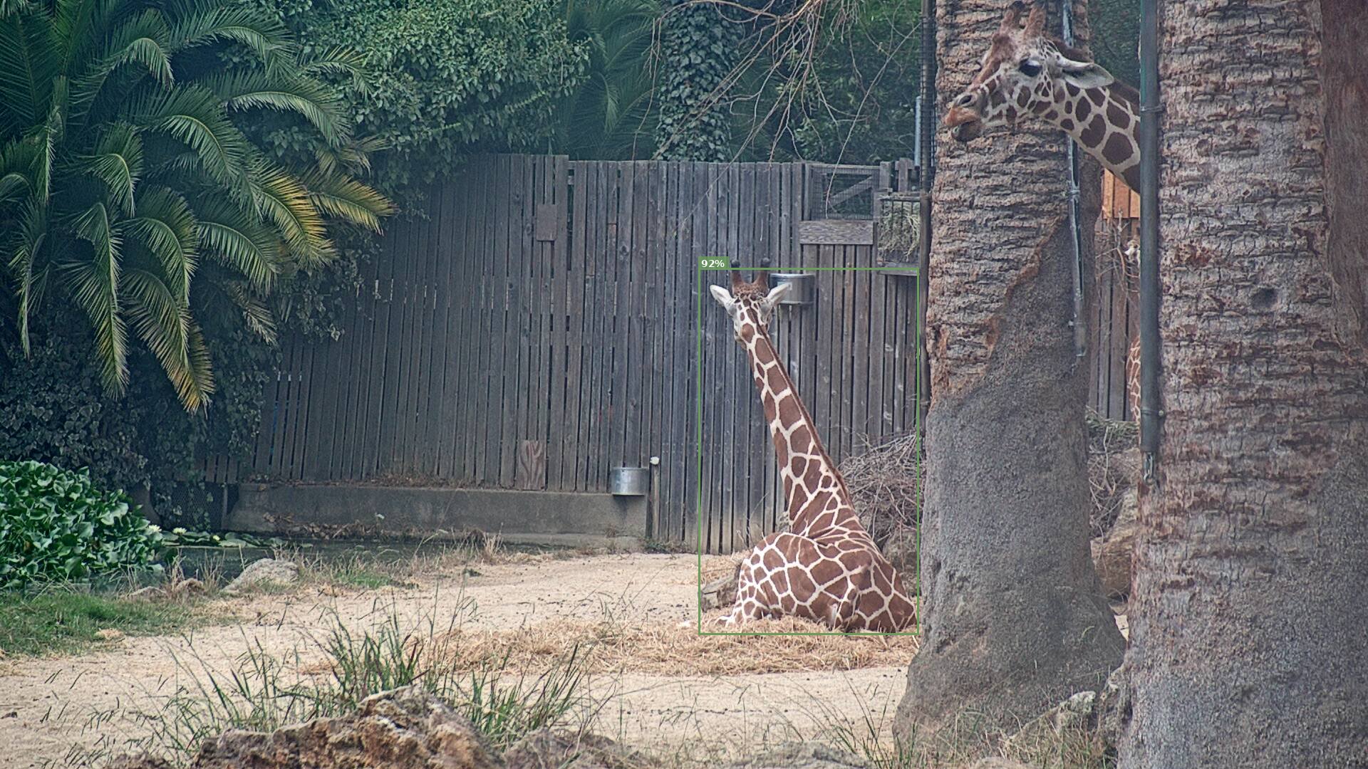 Camelopardalis