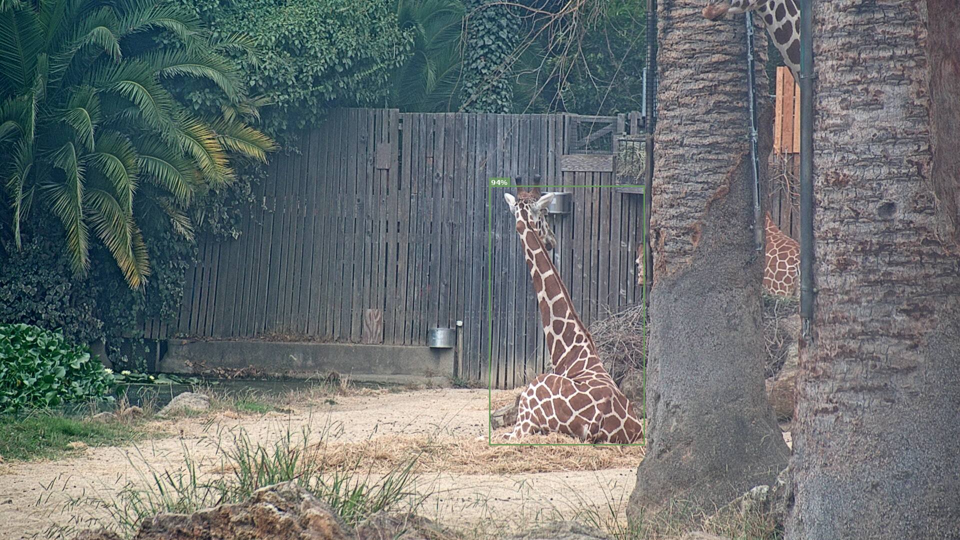 Camelopardalis