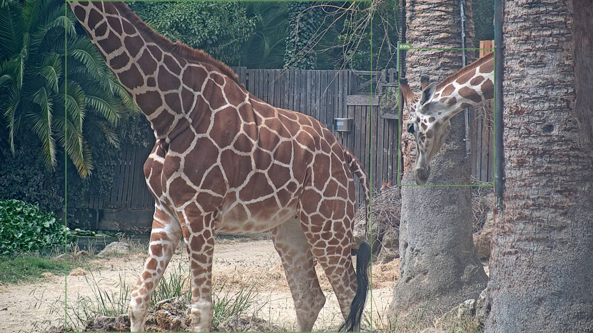 Camelopardalis
