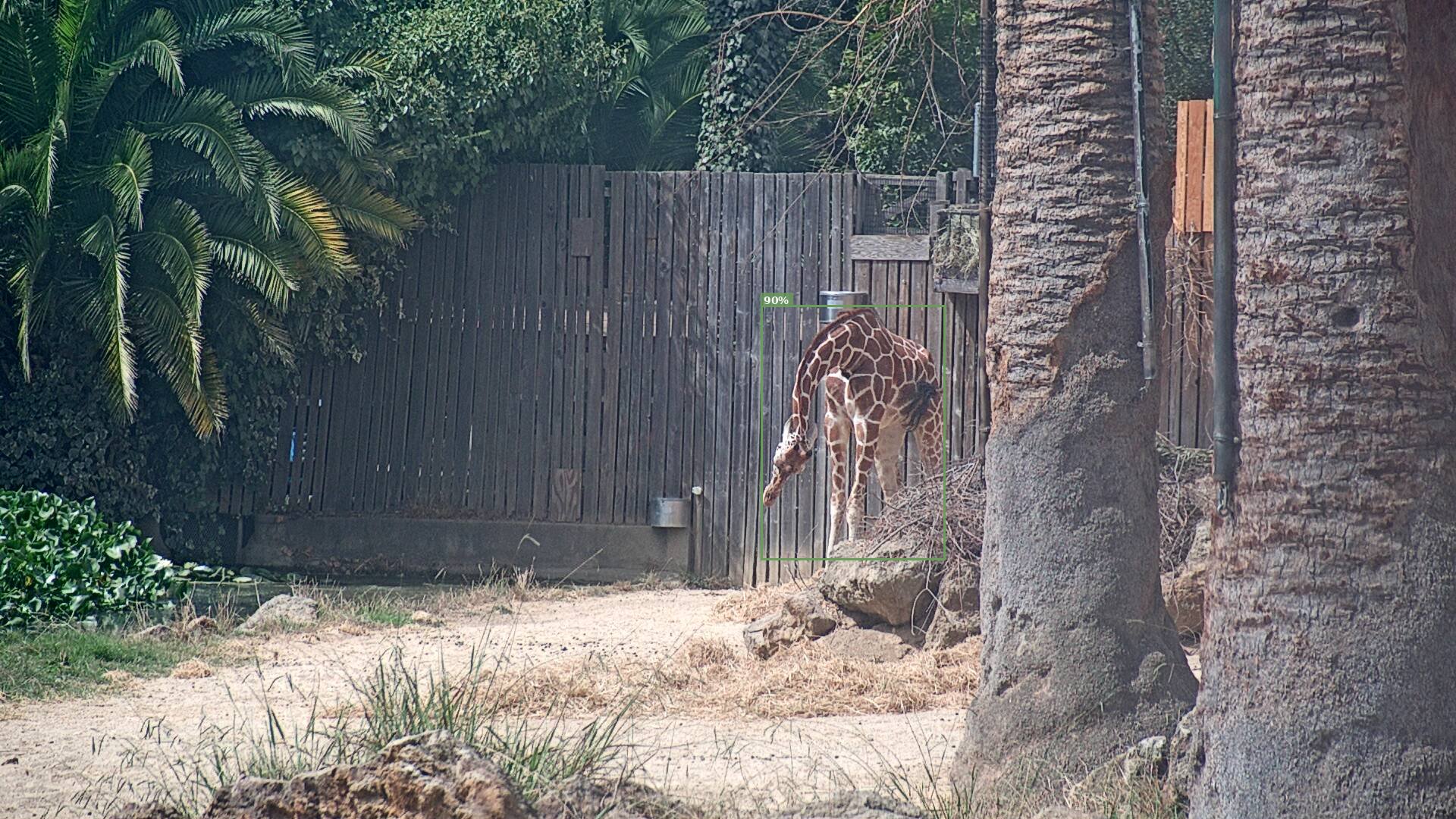 Camelopardalis