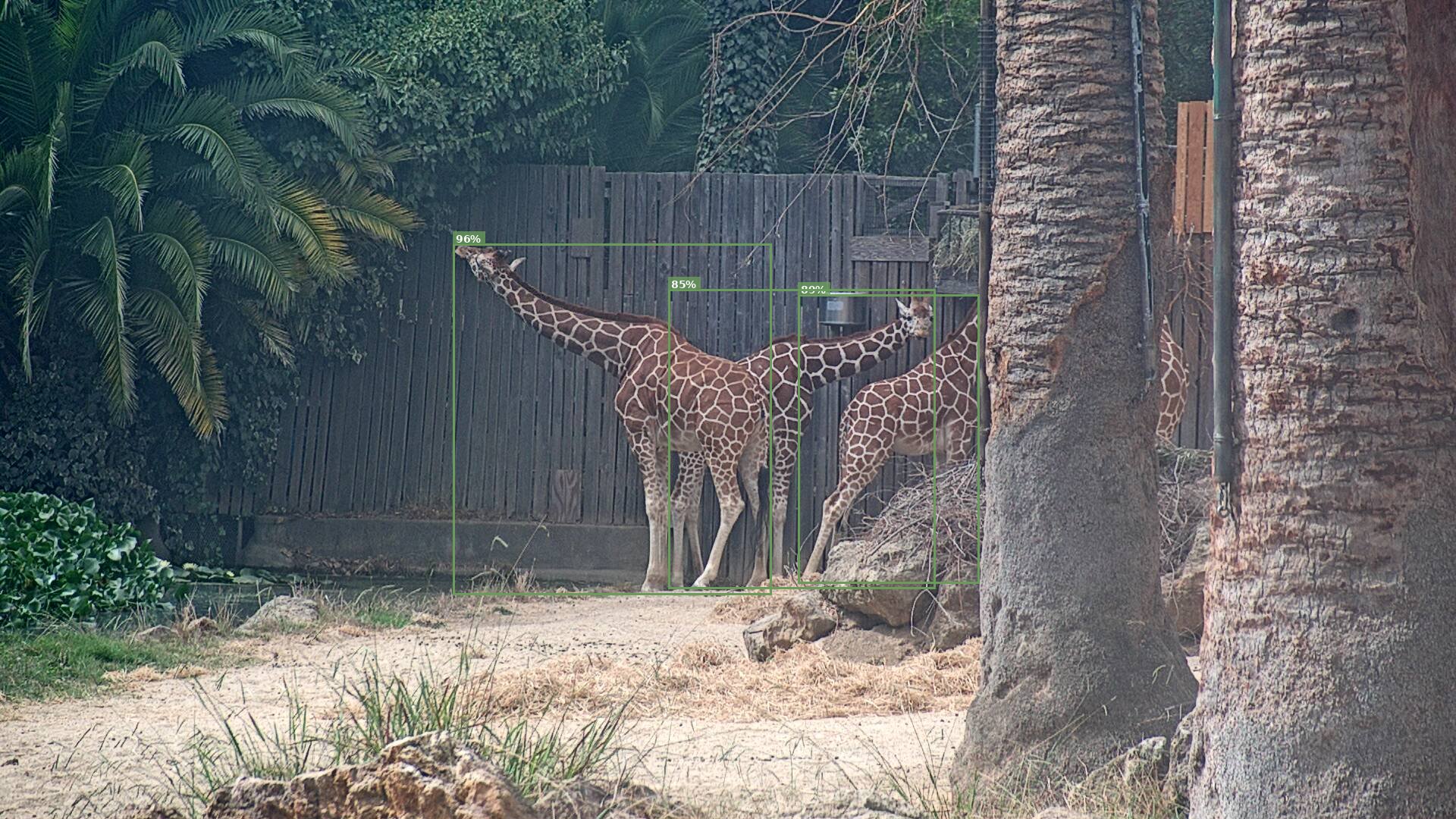 Camelopardalis
