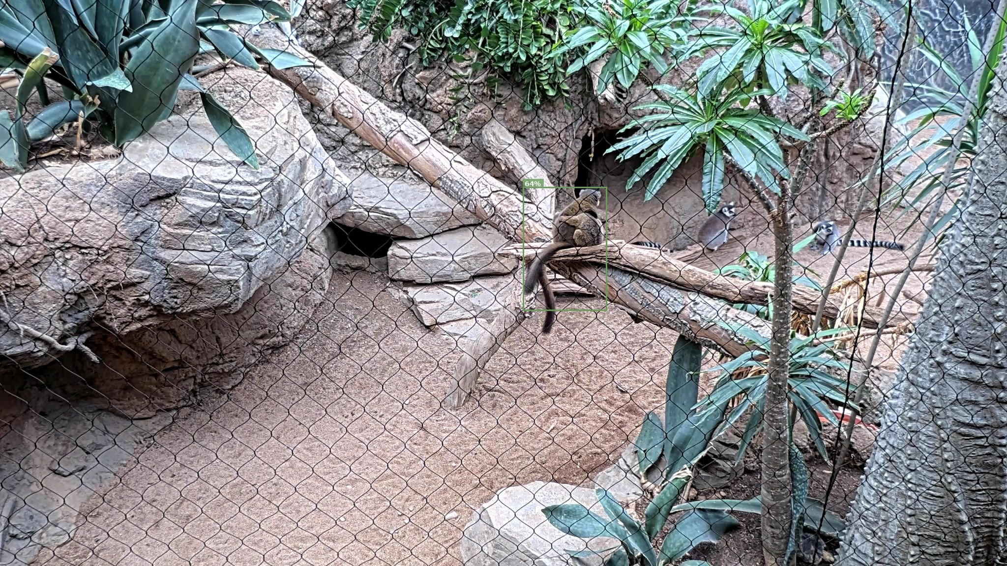 Mammal