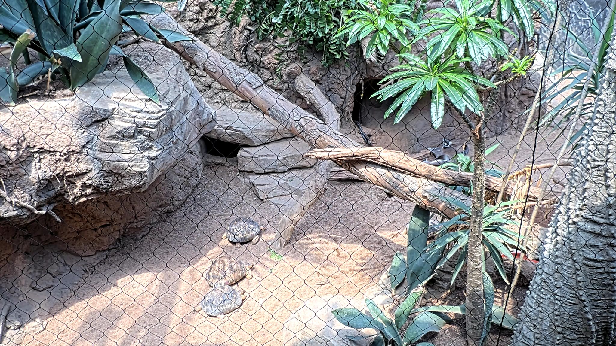 Reptile