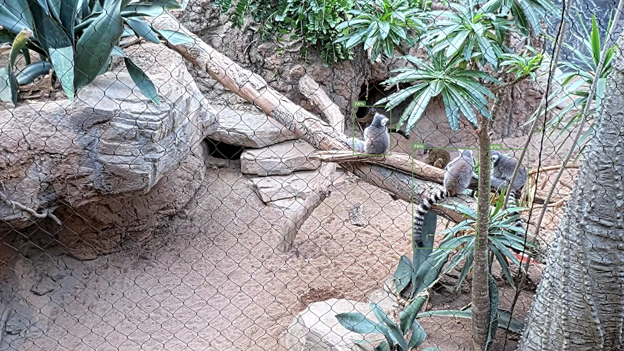 Mammal